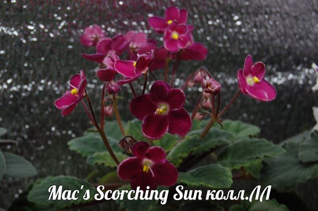 Macs Scorching Sun Фиалка Фото
