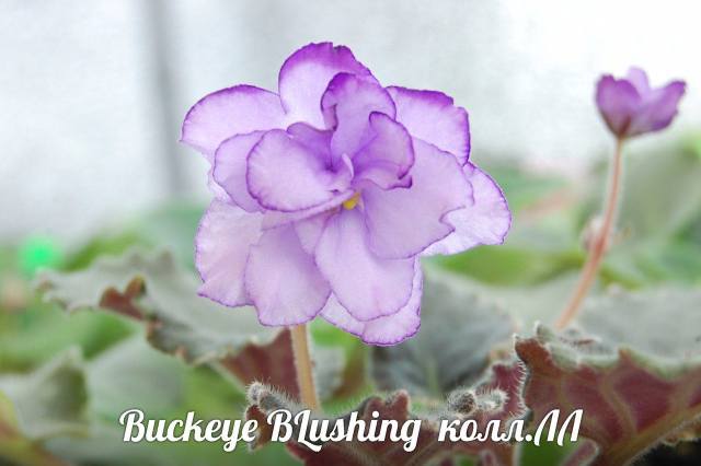  Buckeye Blushing 