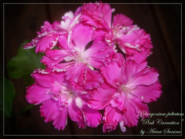  Pink Carnation 