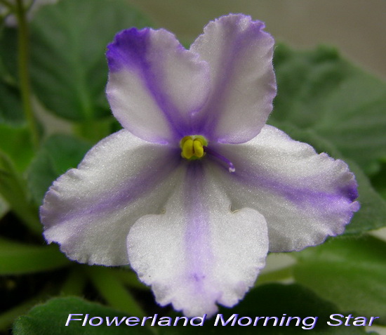  Flowerland Morning Star 