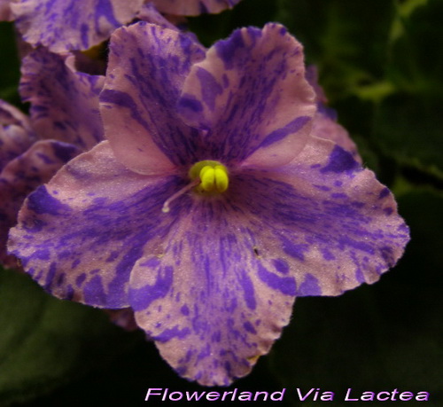  Flowerland Via Lactea 