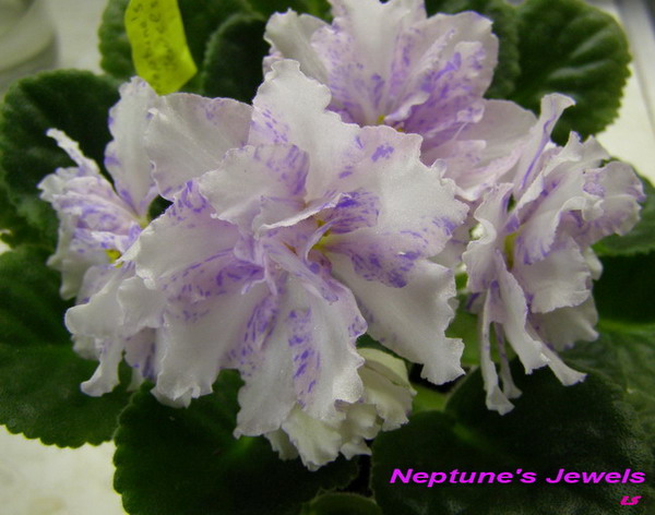  Neptune's Jewels 