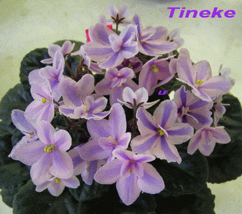  Tineke 