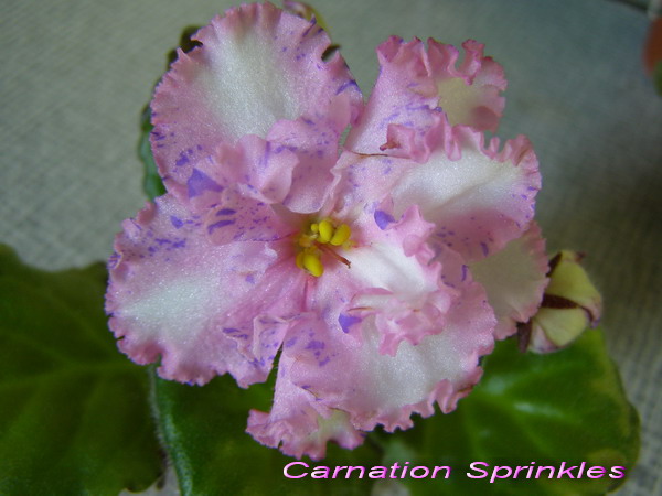  Carnation Sprinkles 