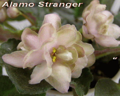  Alamo Stranger 