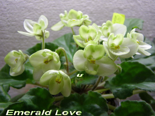  Emerald Love 
