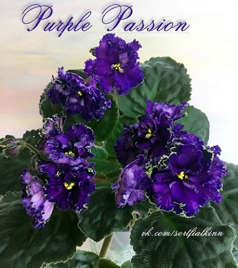  Purple Passion 