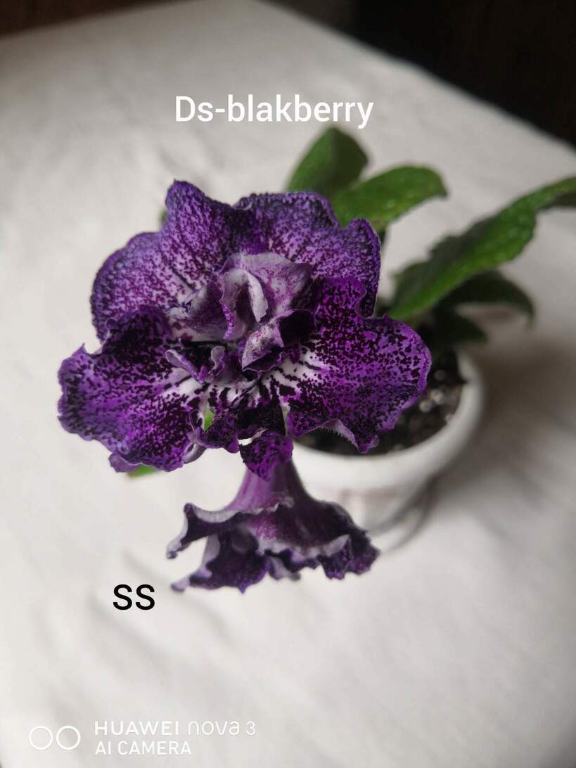  DS-Blackberry 