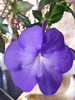 Ахименес Chalkhill Blue