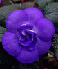 Ахименес Double Blue Rose