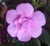 Ахименес Double Pink Rose