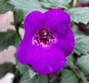Ахименес Purple Elf
