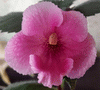 Ахименес Sally Pink