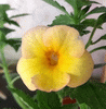 Ахименес Yellow Fever