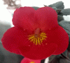Фиалка xAchimenantha Inferno