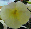 Фиалка xAchimenantha Himalayan Sunrise