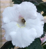 Фиалка xAchimenantha White Angel