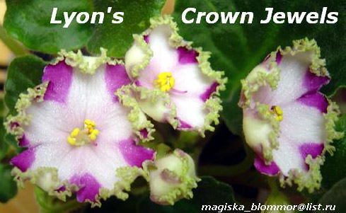 Lyons Crown Jewel 