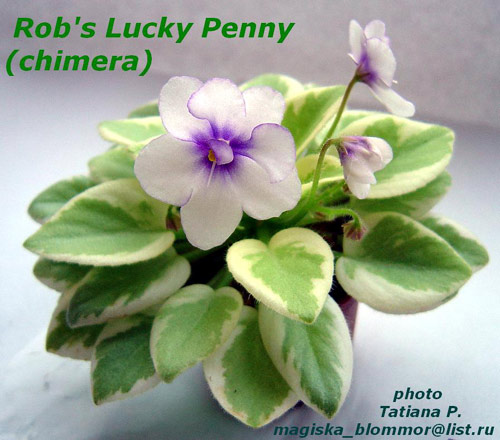  Rob's Lucky Penny 