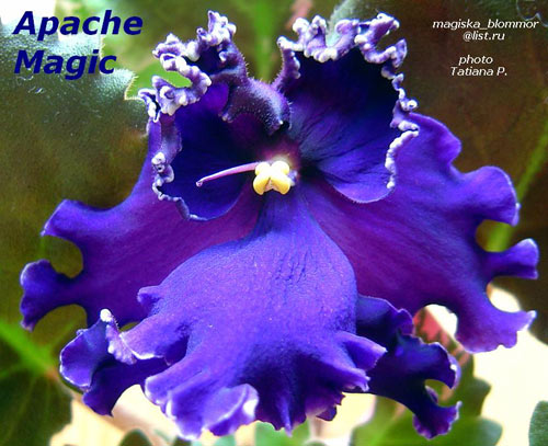  Apache Magic 
