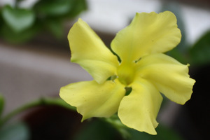   Yellow flowering 