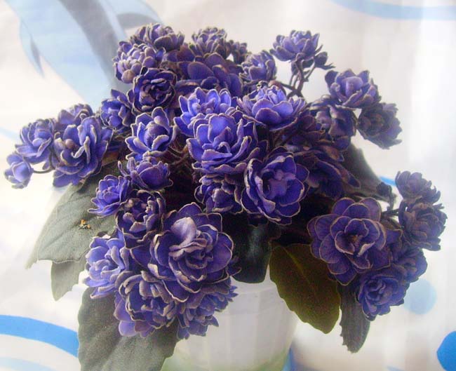 Ness Blue Фиалка Фото Ness Blue Фиалка Фото