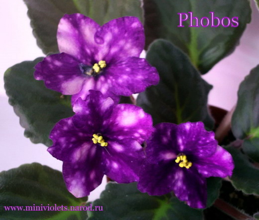  Phobos 