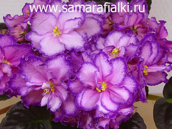 РС – Графиня де Монсоро (Репкина) 834-1118-89885