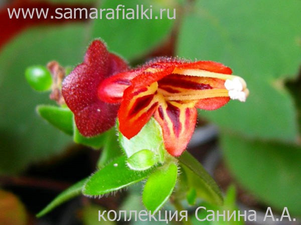  Aeschynanthus Tricolor 