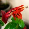  Aeschynanthus Tricolor