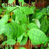  Aeschynanthus Longicaulis