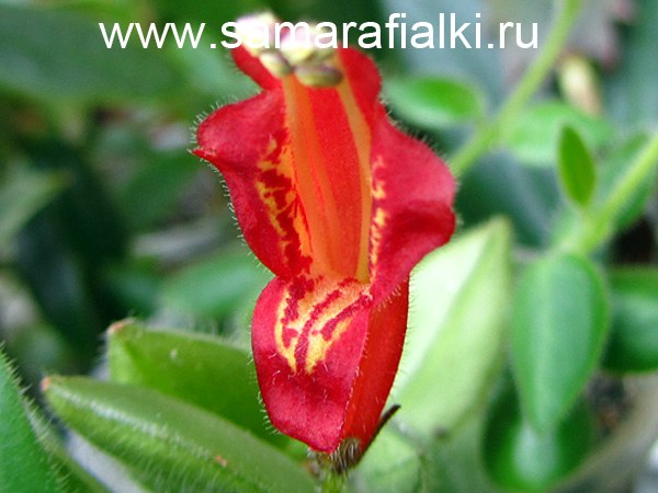 Aeschynanthus gracillis Red Elf 
