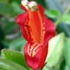  Aeschynanthus gracillis Red Elf