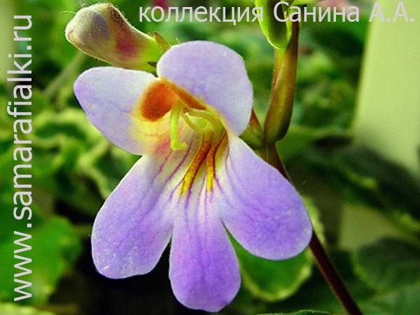  Primulina  Nemensis 