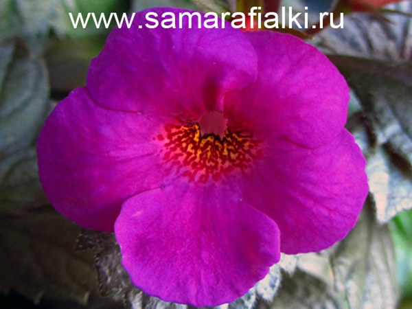 http://www.donnaflora.ru/photo/834/834-2365-215135.jpg