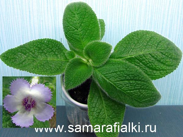  Episcia fimbriata Blue Heaven 