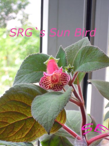  SRG`s Sun Bird 