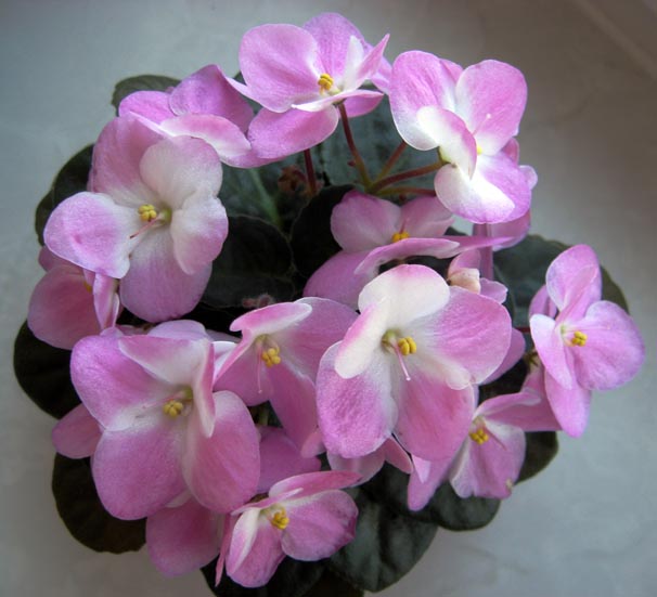  Rhapsodie Rosalie 