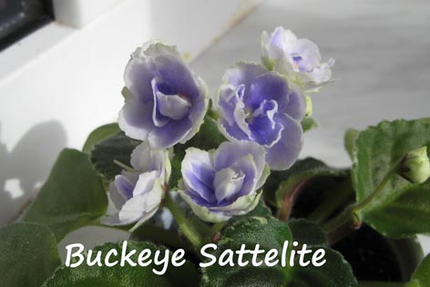  Buckeye Sattelite 
