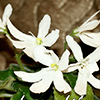 Фиалка Lunar Lily White