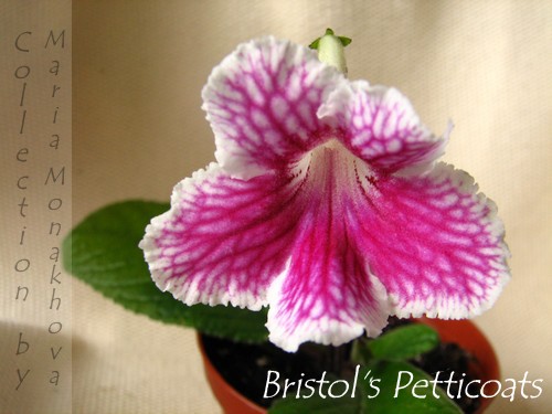  Bristols Petticoats 