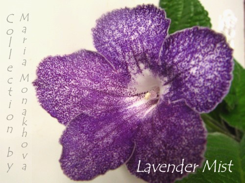  Lavender Mist 