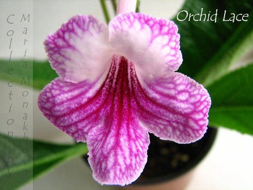  Orchid Lace 