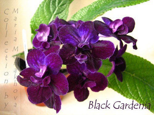  Black Gardenia 