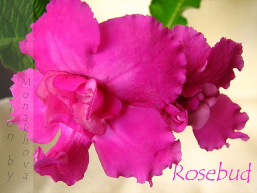  Rosebud 