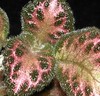Фиалка Pink Acajou