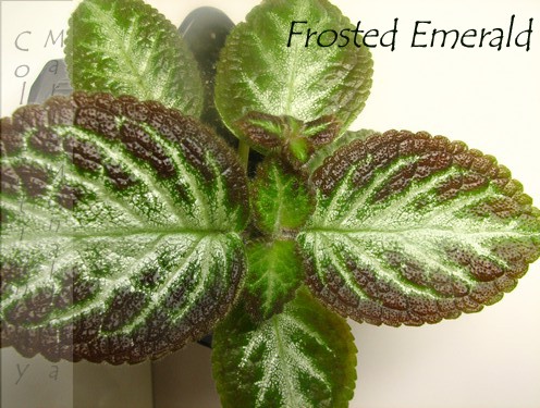  Frosted Emerald 