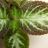 Фиалка Frosted Emerald