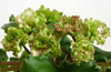 Фиалка Allegro Pink Pistachio