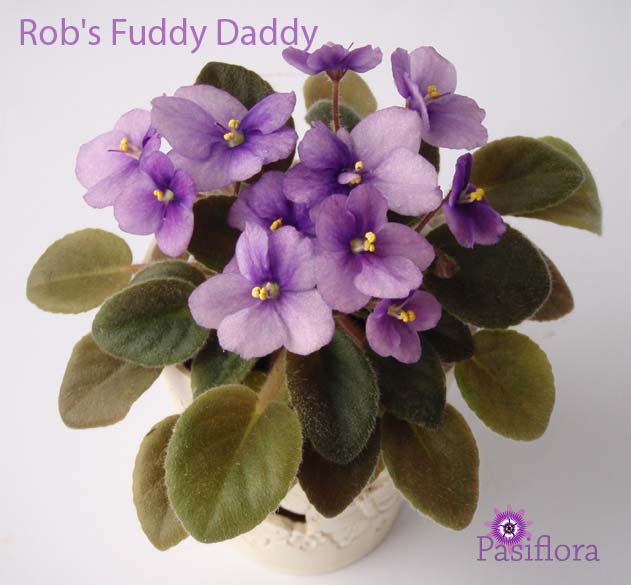  Rob's Fuddy Daddy 